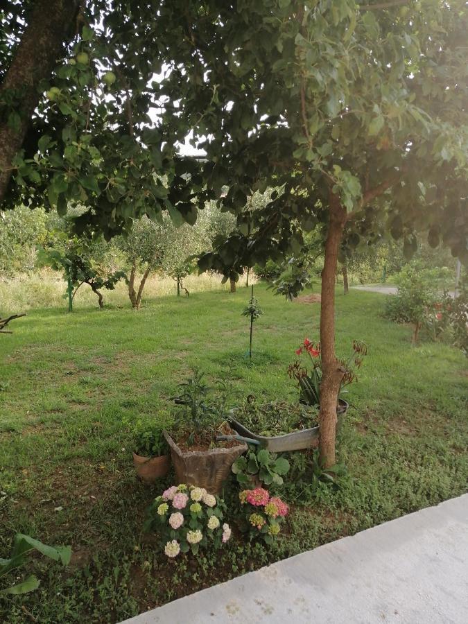Apartman Petovic Kotor Dış mekan fotoğraf