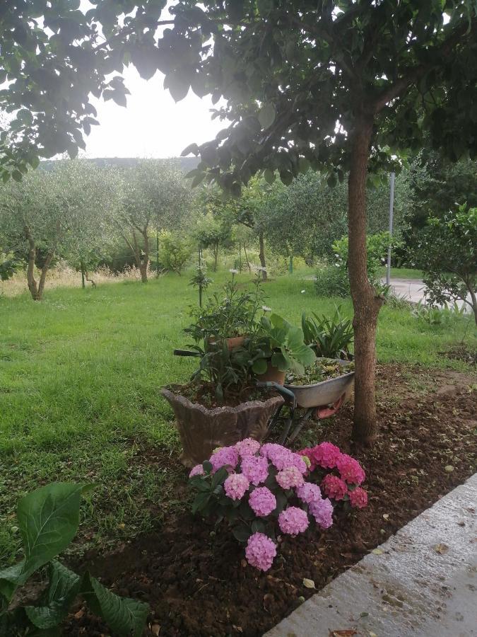 Apartman Petovic Kotor Dış mekan fotoğraf